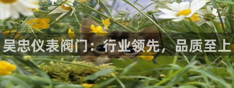 云顶国际装饰设计公司