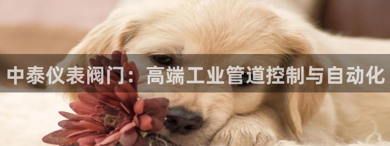 云顶国际平台游戏app