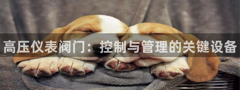 yd云顶国际